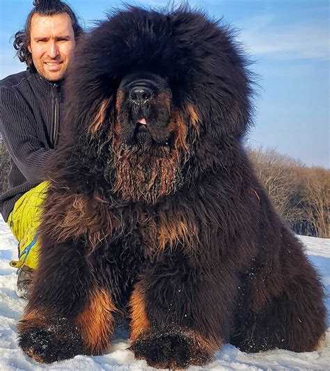 Tibetan mastiff for sale in china - Only $59.95/Year.